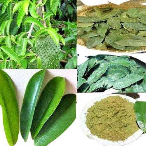 Collage of Raw Soursop and Graviola leaves with powdered herbal supplement, showcasing natural health benefits.