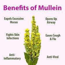 Mullein plant with benefits including detoxification, anti-inflammatory, and respiratory support.